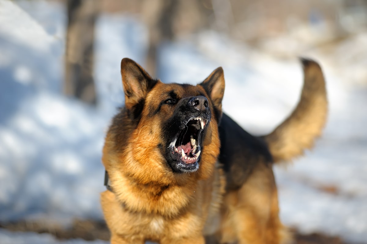 Aggressive German Shepard shows teeth while standing in snow