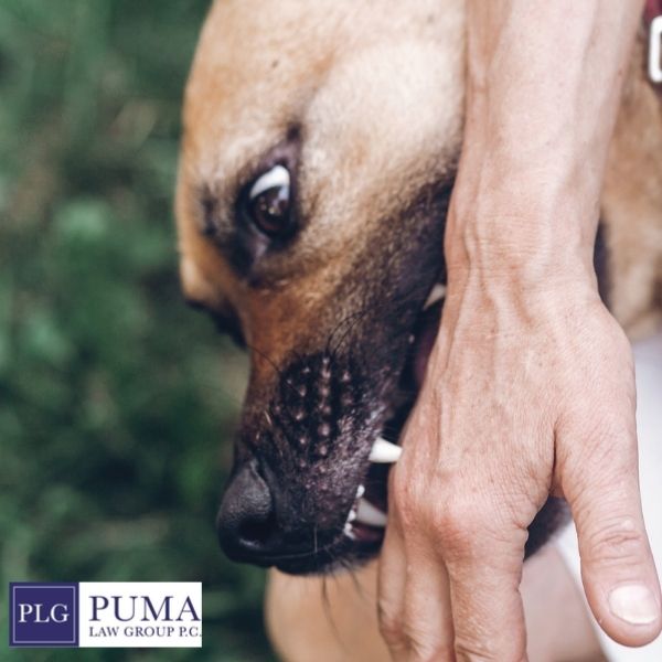 A dog bites a person's hand outdoors; the person's hand shows visible tension. "PLG PUMA LAW GROUP P.C." logo appears in the bottom left corner.
